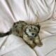 AKC Havanese puppies