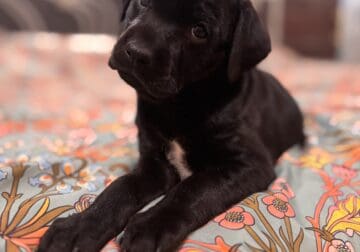 9 week old Xoloitzcuintli Female