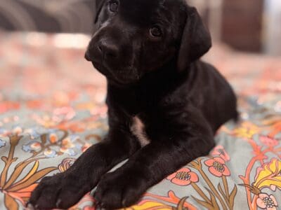 9 week old Xoloitzcuintli Female