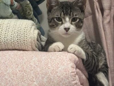 Two 4 month old kittens