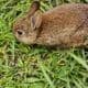 Bunnies for sale