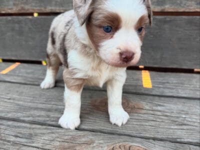 Miniature Red Merle Aussie