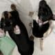 Rattie pups need forever home