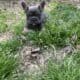 Frenchie