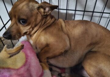 Rufus needs a good home