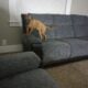 Puppy Needs Good Home