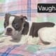 $500 THIS WEEKEND ONLY “Vaughan”
