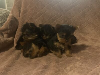 Purebred yorkie puppies