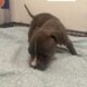 Puppies looking for a good home