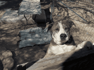 I’m trying to rehome a dog