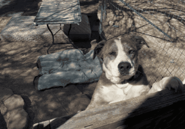 I’m trying to rehome a dog