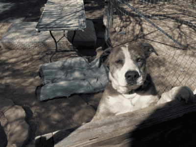 I’m trying to rehome a dog