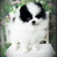 Black and White AKC Parti Pomeranian Puppy Adam