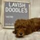 Astro Mini Goldendoodle