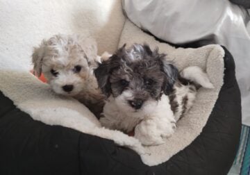 Maltipoo Puppies
