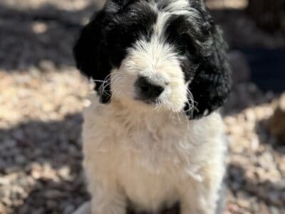 F1b English Goldendoodle Parti Female – Abigail