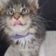 Maine Coon Kittens