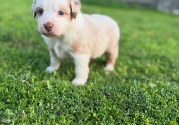Red Merle Miniature Australian Shepherd
