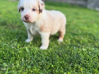 Red Merle Miniature Australian Shepherd