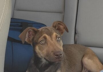 10 week old male Shepard Mix Puppy, so sweet!