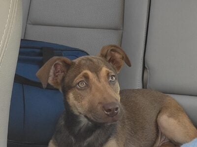 10 week old male Shepard Mix Puppy, so sweet!
