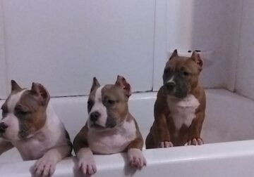Blue fawn female pocket Bully