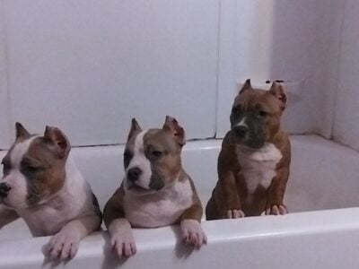 Blue fawn female pocket Bully