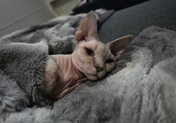 Sphynx Bambino cat to new home