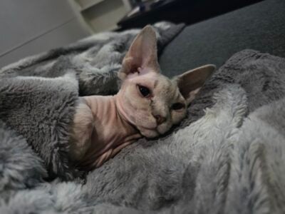 Sphynx Bambino cat to new home