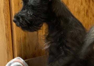 Miniature Schnauzer puppies looking for loving hom
