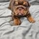 English Bulldog Chocolate AKC