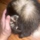 Ferret for sale any price I get offered I’ll take.