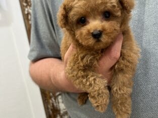 Teacup poodle & maltipoo
