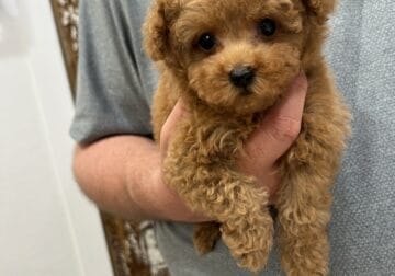 Teacup poodle & maltipoo