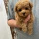 Teacup poodle & maltipoo