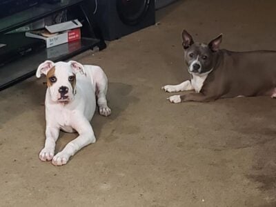 Rare Breed All White Boxer