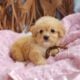 Sweet Cavapoo puppy
