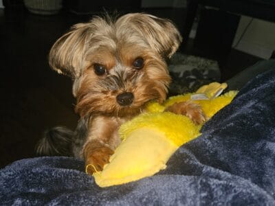 2 year old yorkshire terrier for sale