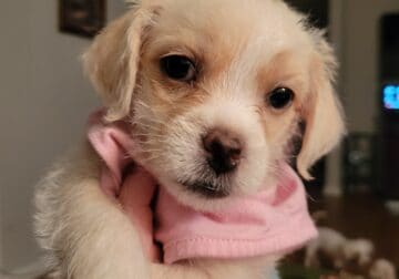 Toy maltipoos puppies looking for their furever ho