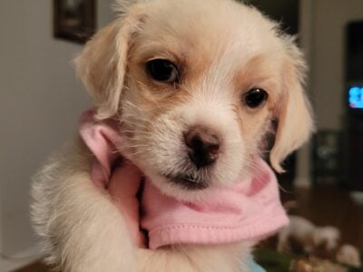 Toy maltipoos puppies looking for their furever ho