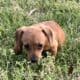 Dachshund Chihuahua mix 70/30