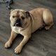 English Bulldog – Looking for a Loving Home