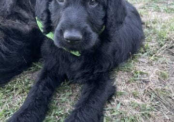 Ralphie