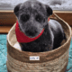 Puppies for sale