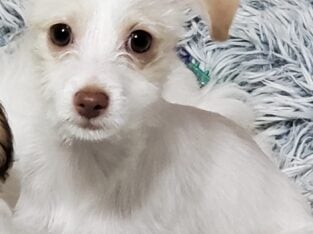 Maltese Sandy Puppy