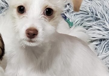 Maltese Sandy Puppy