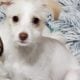Maltese Sandy Puppy