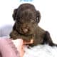 F1b Red and Chocolate Labradoodles