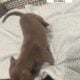 Puppies looking for a good home