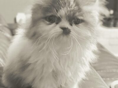 Persian Kitten